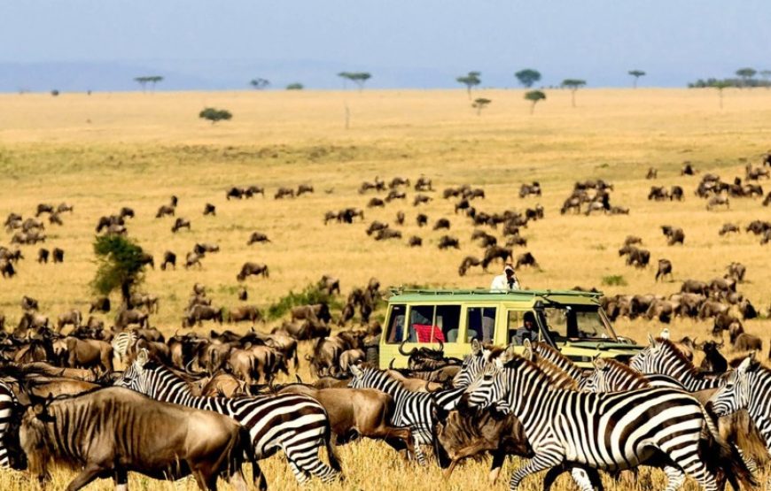 4 jours d'expédition au parc faunique de Serengeti et ngoro