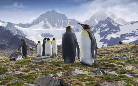Antarctique, Géorgie du Sud et îles Falkland