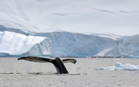 Les géants de l'océan Austral: un voyage de baleines avec les îles Shetland du Sud et la pénins