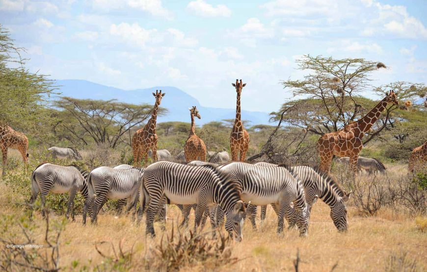 Kenya Wildlife Experience Private hunting